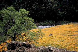 califonia poppies